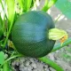 Hạt giống bí ngòi xanh quả tròn