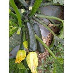 Hạt giống bí ngòi xanh f1 Hạt giống bí ngòi xanh f1