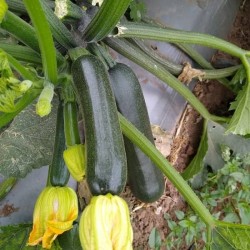 Hạt giống bí ngòi xanh f1