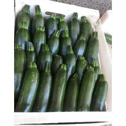 Hạt giống bí ngòi xanh f1 Hạt giống bí ngòi xanh f1