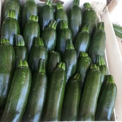 Hạt giống bí ngòi xanh f1