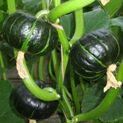 Hạt giống bí nhật xanh f1