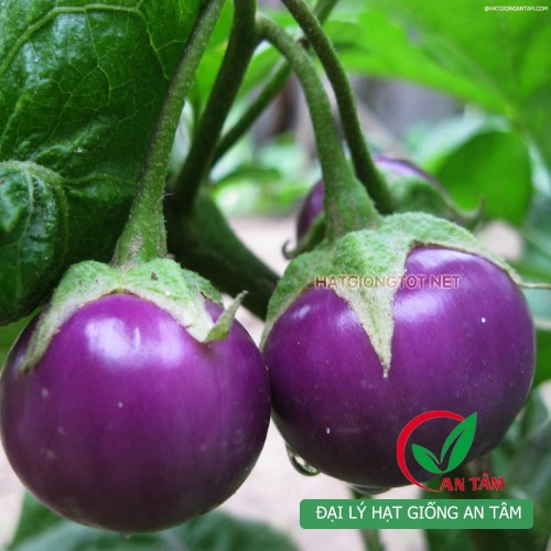 Hạt giống cà bát tím xuân lai