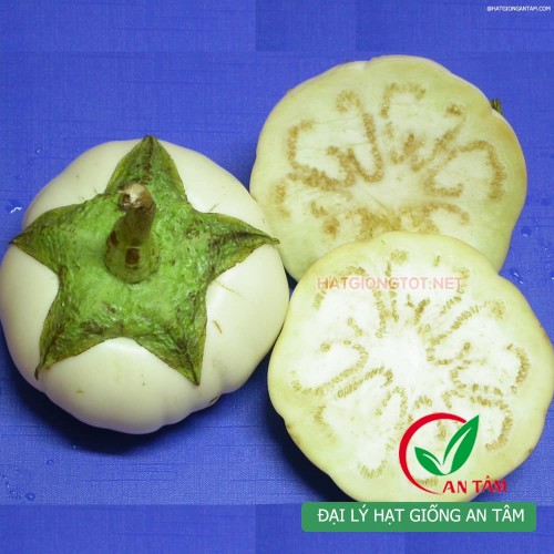 Hạt giống cà bát trắng