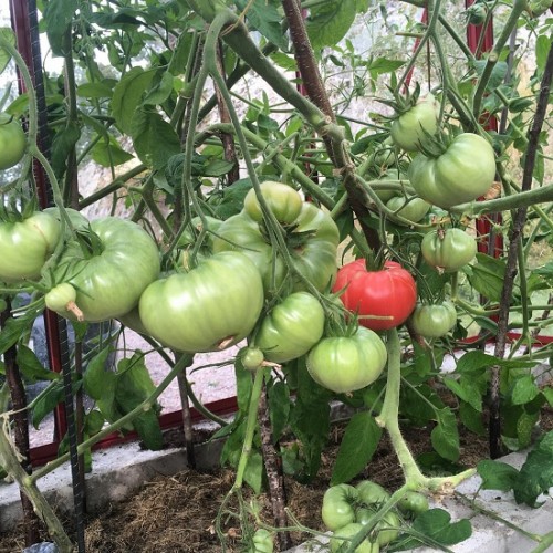 Hạt giống cà chua leo giàn