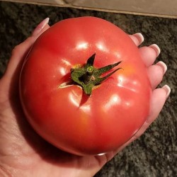 Hạt giống cà chua beef F1