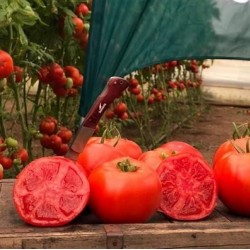 Hạt giống cà chua beef F1