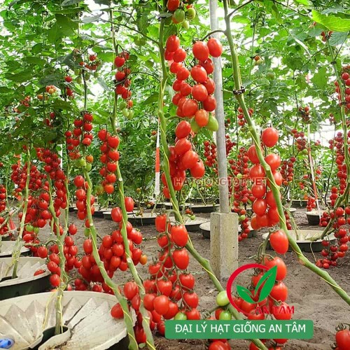 Hạt giống cà chua bi F1