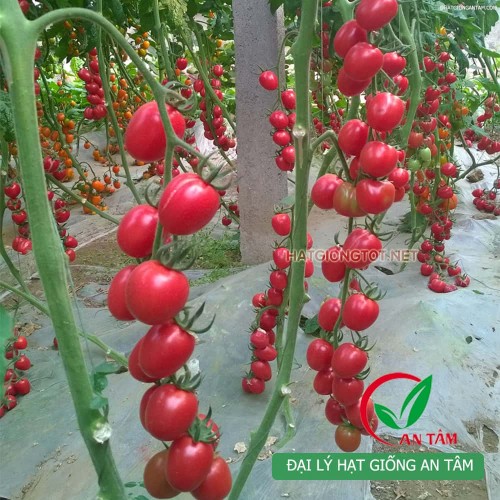 Hạt giống cà chua bi F1