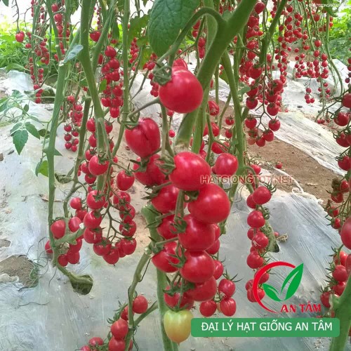 Hạt giống cà chua bi F1
