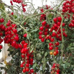 Hạt giống cà chua bi F1
