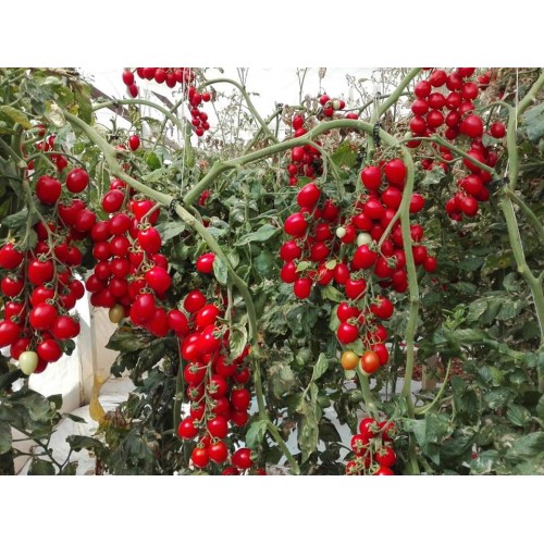 Hạt giống cà chua bi F1