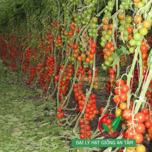 Hạt giống cà chua bi chuỗi ngọc F1