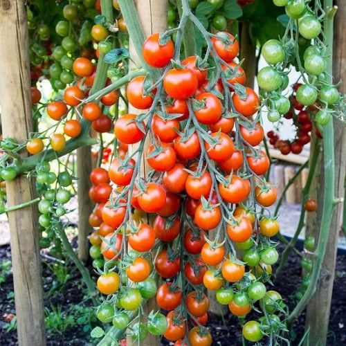 Hạt giống cà chua bi chuỗi ngọc F1