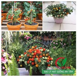 Hạt giống cà chua bi lùn