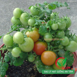 Hạt giống cà chua bi lùn