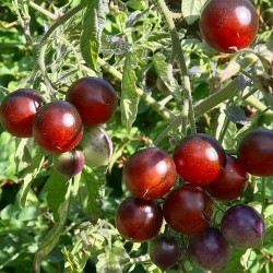 Hạt giống cà chua socola