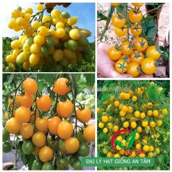 Hạt giống cà chua bi vàng F1