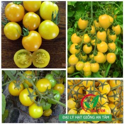 Hạt giống cà chua bi vàng F1
