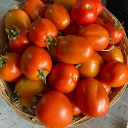 Hạt giống cà chua chịu nhiệt F1