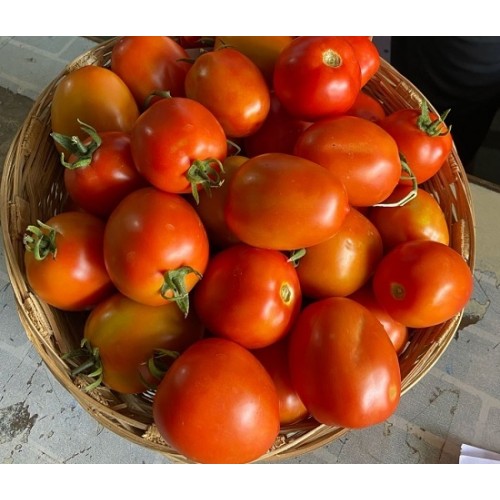 Hạt giống cà chua chịu nhiệt F1