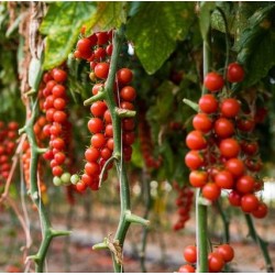 Hạt giống cà chua bi chuỗi ngọc F1 Hạt giống cà chua bi chuỗi ngọc F1