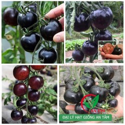 Hạt giống cà chua đen