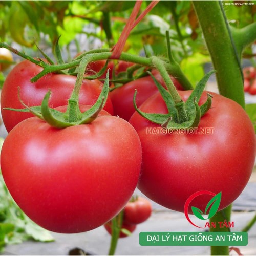 Hạt giống cà chua kháng xoăn