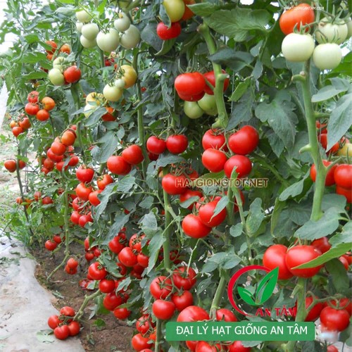 Hạt giống cà chua kháng xoăn