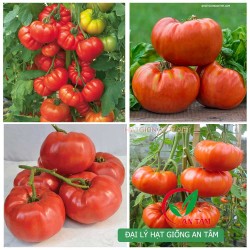 Hạt giống cà chua khổng lồ F1