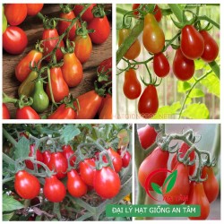 Hạt giống cà chua lê bi đỏ