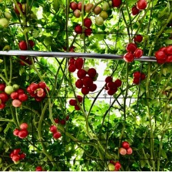 Hạt giống cà chua leo giàn