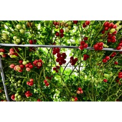 Hạt giống cà chua leo giàn