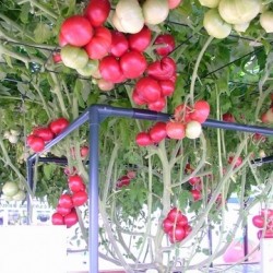 Hạt giống cà chua leo giàn