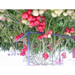 Hạt giống cà chua leo giàn