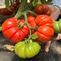 Hạt giống cà chua múi sơn la