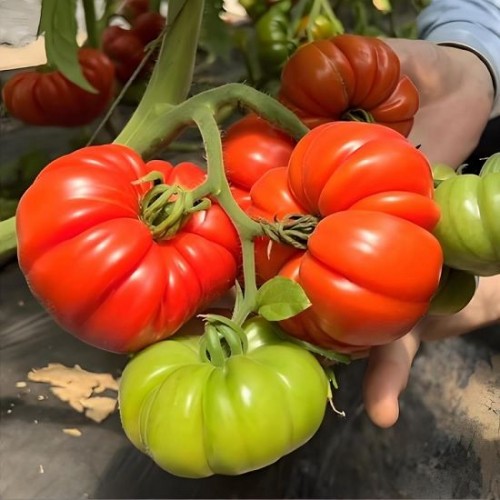 Hạt giống cà chua múi sơn la