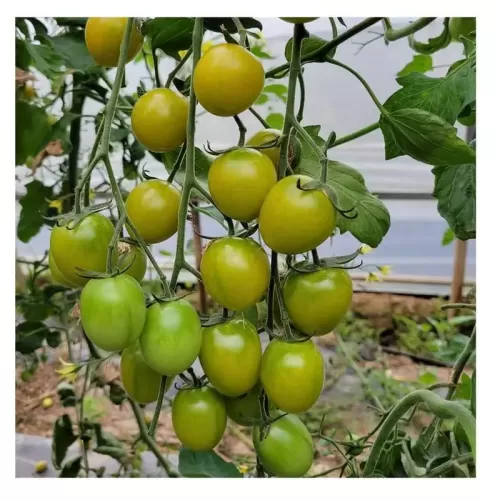 hạt giống cà chua nho xanh