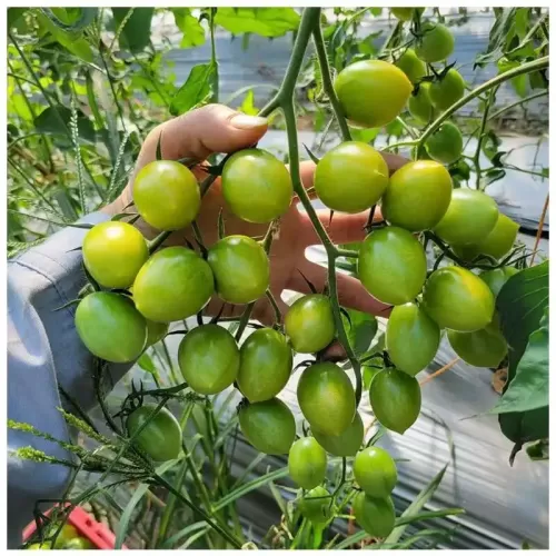 hạt giống cà chua nho xanh