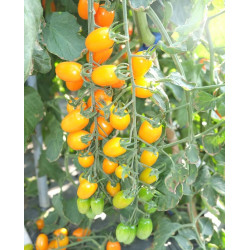 Hạt giống cà chua Nova F1