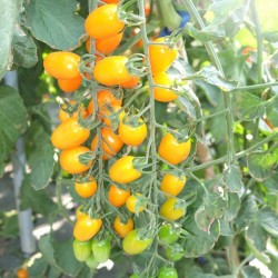 Hạt giống cà chua Nova F1