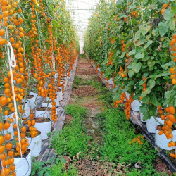 Hạt giống cà chua Nova F1