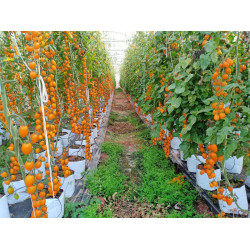 Hạt giống cà chua Nova F1