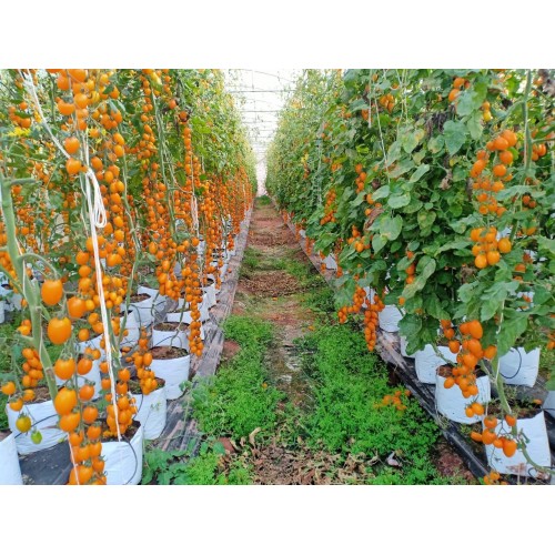 Hạt giống cà chua Nova F1