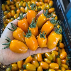 Hạt giống cà chua Nova F1