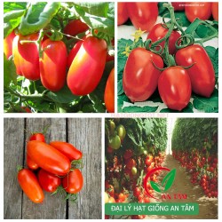 Hạt giống cà chua Roma VF