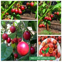 Hạt giống cà chua thân gỗ