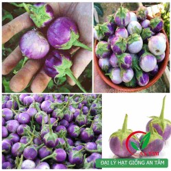 Hạt giống cà pháo tím cao sản