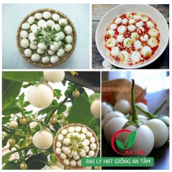 Hạt giống cà pháo trắng