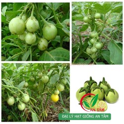 Hạt giống cà pháo xanh